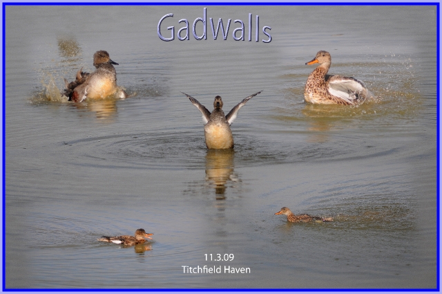 gadwall, gadwalls ducks,-2.jpg - MALE & FEMALE GADWALLS - TITCHFIELD HAVEN - 11.3.09